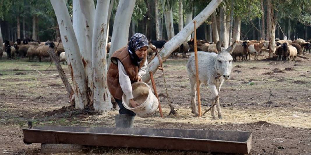 Hayvanları depremde öldü, devlet destek verdi: Sayılarını 3 yılda 2 kat artırdı 2